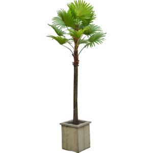 Kunst Palmboom waaier 300cm